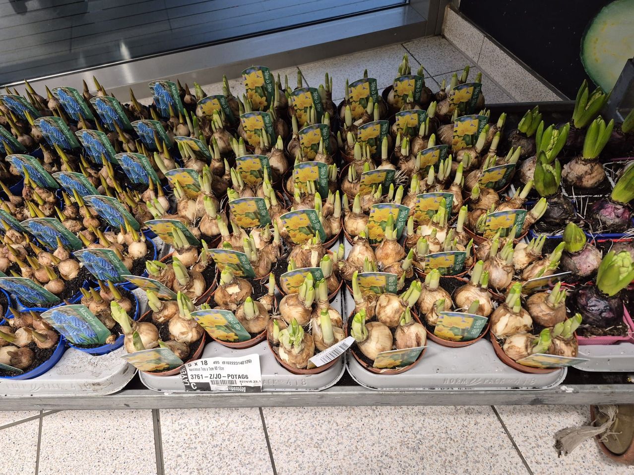 A tray of potted bulbs with yellow flowers, each labeled with green tags and a price tag reading 3761-2/U0-POTAGE. The bulbs are arranged in rows on a tiled floor.