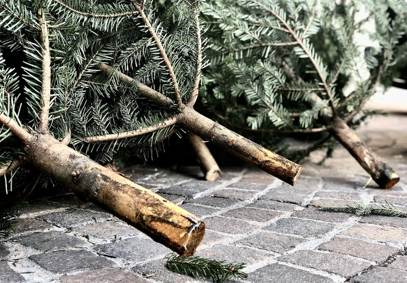 Mehrere Kiefern sind geschnitten und liegen auf einem Ziegelboden. Ihre Äste zeigen nach oben. Die Stämme sind braun und grün und die Äste sind grün.