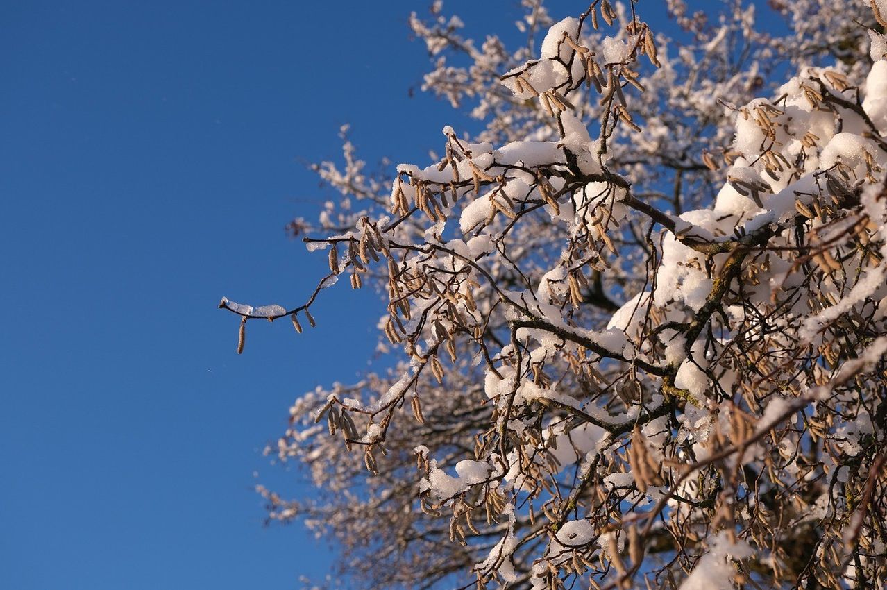 Eine Nahaufnahme eines schneebedeckten Baumzweigs mit Knospen im Winter unter einem klaren blauen Himmel.