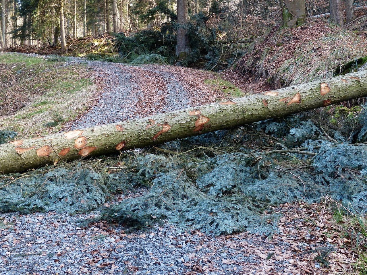 Ein umgestürzter Baumstamm liegt auf einem Schotterweg im Wald. Der Stamm ist groß, mit mehreren Schnitten und Löchern. Der Boden ist mit Kies, Blättern und kleinen Ästen bedeckt. Bäume und Sträucher umgeben das Gebiet.