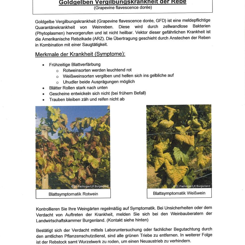 Goldgelbe Vergilbungskrankheit der Rebe. Erste Anzeichen sind gelbende Blätter. Bei Verdacht sollten Sie Weinbauern konsultieren. Labortests bestätigen. Grüne Triebe entfernen. Die Pflanze inklusive Wurzeln ausgraben, um Neuinfektion zu verhindern.