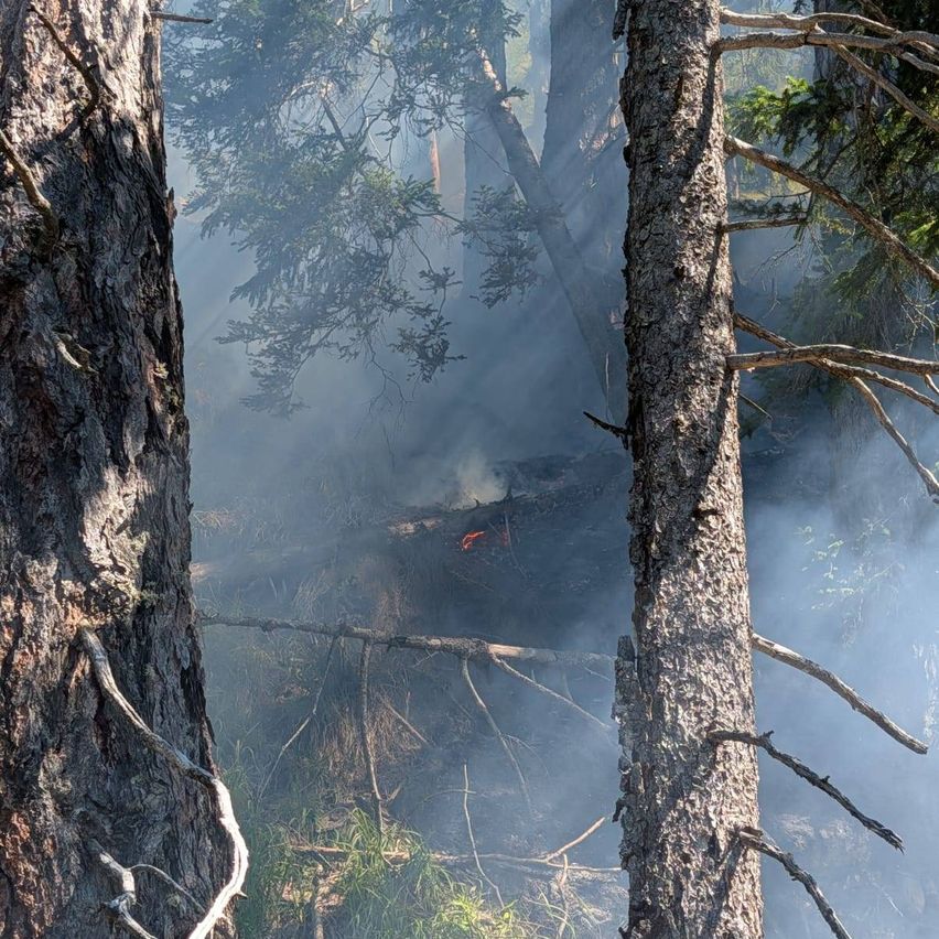 A forest with smoke rising from a fire in the background, surrounded by trees and branches.