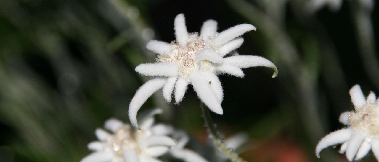 Eine Nahaufnahme von weißen Blüten mit einer flauschigen Textur. Die Blütenblätter sind leicht gewellt, und die Mitte hat einen hellgelben Farbton. Der Hintergrund ist unscharf, wahrscheinlich aufgrund der Fokussierung auf die Blüten.