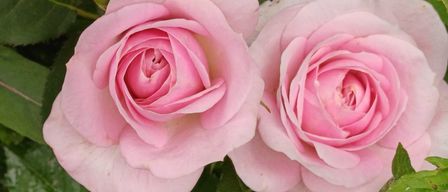 Eine Nahaufnahme von zwei rosa Rosen in voller Blüte, mit detaillierten Blütenblättern und Blättern. Die Rosen haben einen leichten Farbverlauf vom Zentrum zu den Rändern.