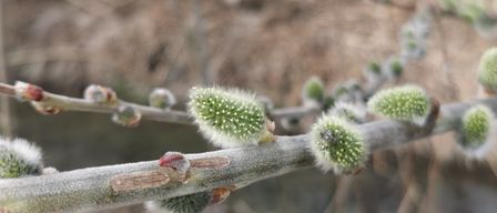 Nahaufnahme eines Zweigs mit unaufgeblühten Knospen, einige mit roten Spitzen. Der Zweig ist braun mit einigen grünen Blättern. Der Hintergrund ist unscharf.