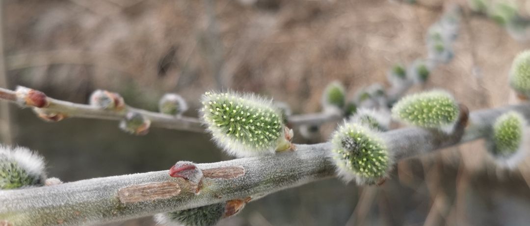 Nahaufnahme eines Zweigs mit unaufgeblühten Knospen, einige mit roten Spitzen. Der Zweig ist braun mit einigen grünen Blättern. Der Hintergrund ist unscharf.