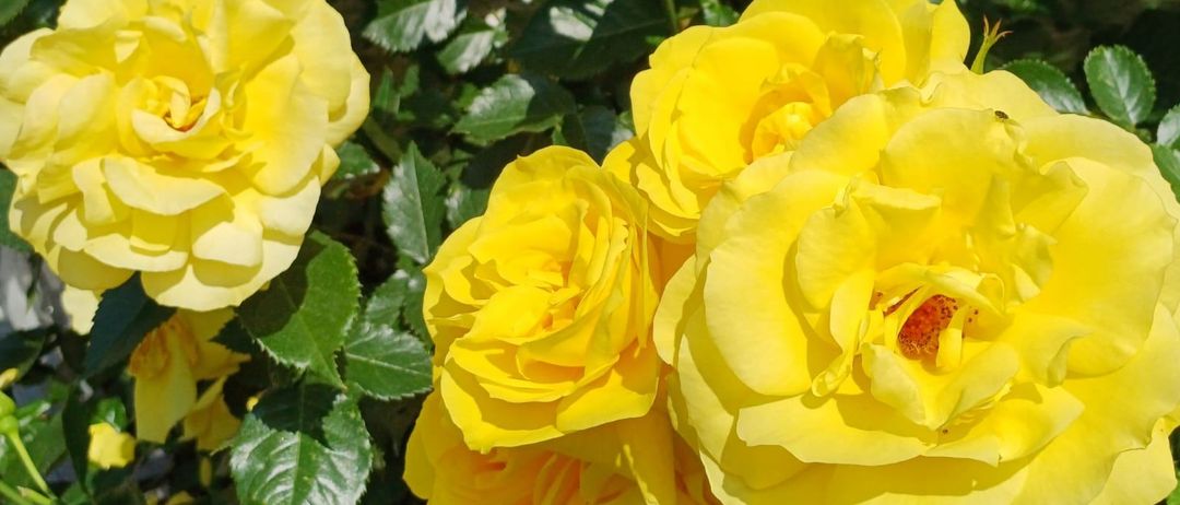 Ein Nahaufnahme von gelben Rosen, umgeben von üppigen grünen Blättern in einer Gartenumgebung. Die Rosen sind leuchtend und vollständig erblüht.