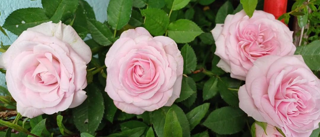 Eine Nahaufnahme von rosa Rosen in einem Garten mit üppigen grünen Blättern. Die Blütenblätter der Rosen sind weich und samtig, und die Rosen sind in voller Blüte.