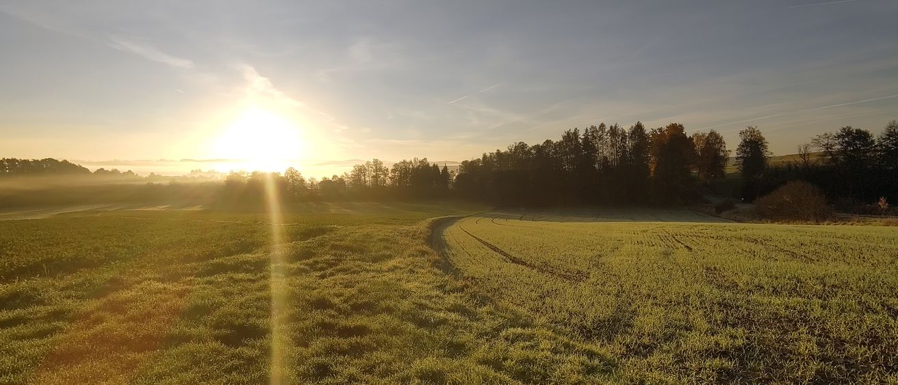 Sonnenuntergang über einem Grasfeld mit Bäumen und einem Feldweg. Die Sonne wirft ein warmes Licht auf die Landschaft.