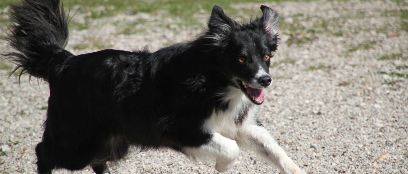 Ein schwarz-weißer Hund läuft auf Kies und zeigt dabei seine Zunge und Freude.