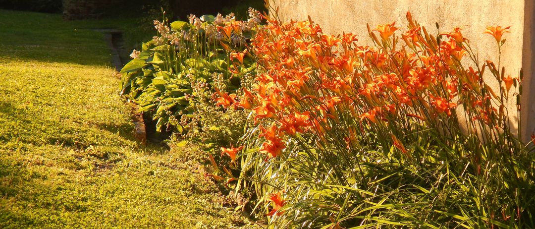Ein farbenfroher Garten mit einer Vielzahl orangefarbener Lilien in voller Blüte, umgeben von üppigem grünem Laub, an einem sonnigen Tag.