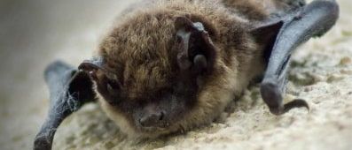 Ein Nahaufnahme einer braunen Fledermaus, die mit gefalteten Flügeln und geschlossenen Augen auf einer sandigen Oberfläche liegt.