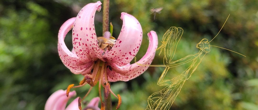 Eine rosa Tigerlilie mit einer Biene und einer Libelle in der Nähe gezeichnet. Die Blume hat einige braune Flecken auf ihren Blütenblättern.