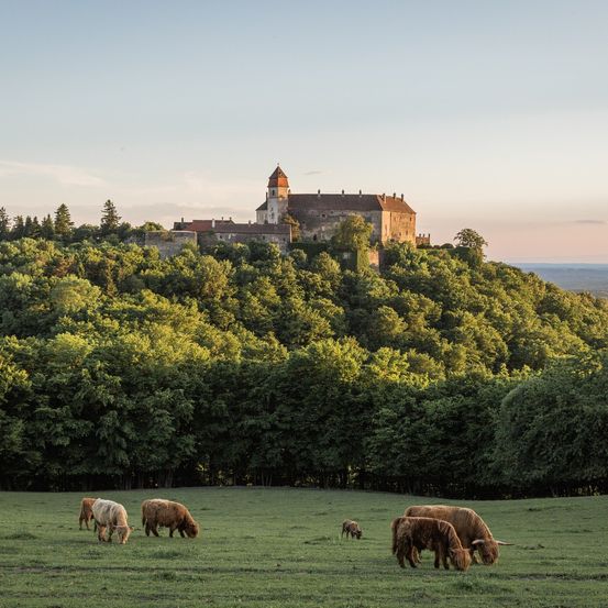 Bild enthält, Countryside, Field, Grassland, Nature, Outdoors, Pasture, Rural, Meadow, Grazing, Ranch