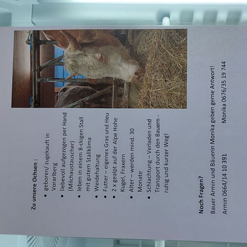 A document with a picture of two cows. One cow has a tag in its ear. The text includes information about the cows, their age, and transportation. The document also provides contact information for Armin Monika.