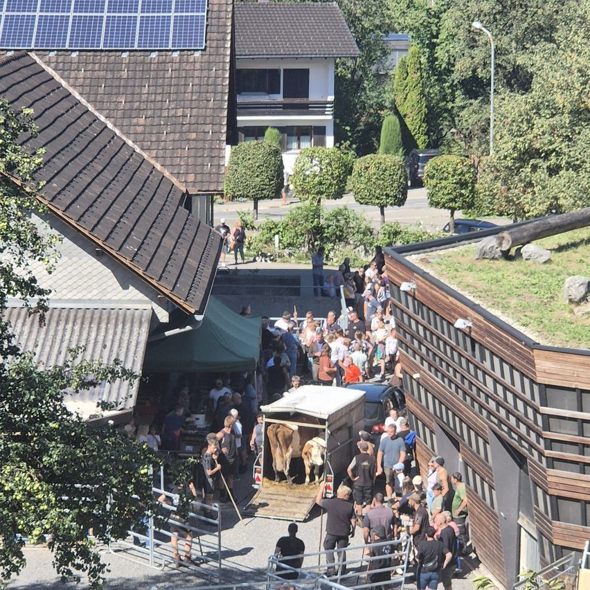 A large crowd gathers around a building with a green tent and a truck unloading a cow. Solar panels are visible on the roof of the building.