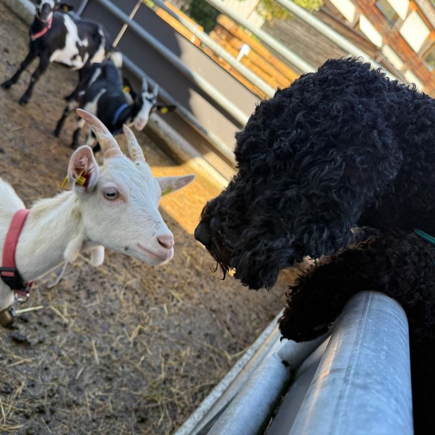 A black poodle is trying to eat the food from a white goat's mouth at a farm.