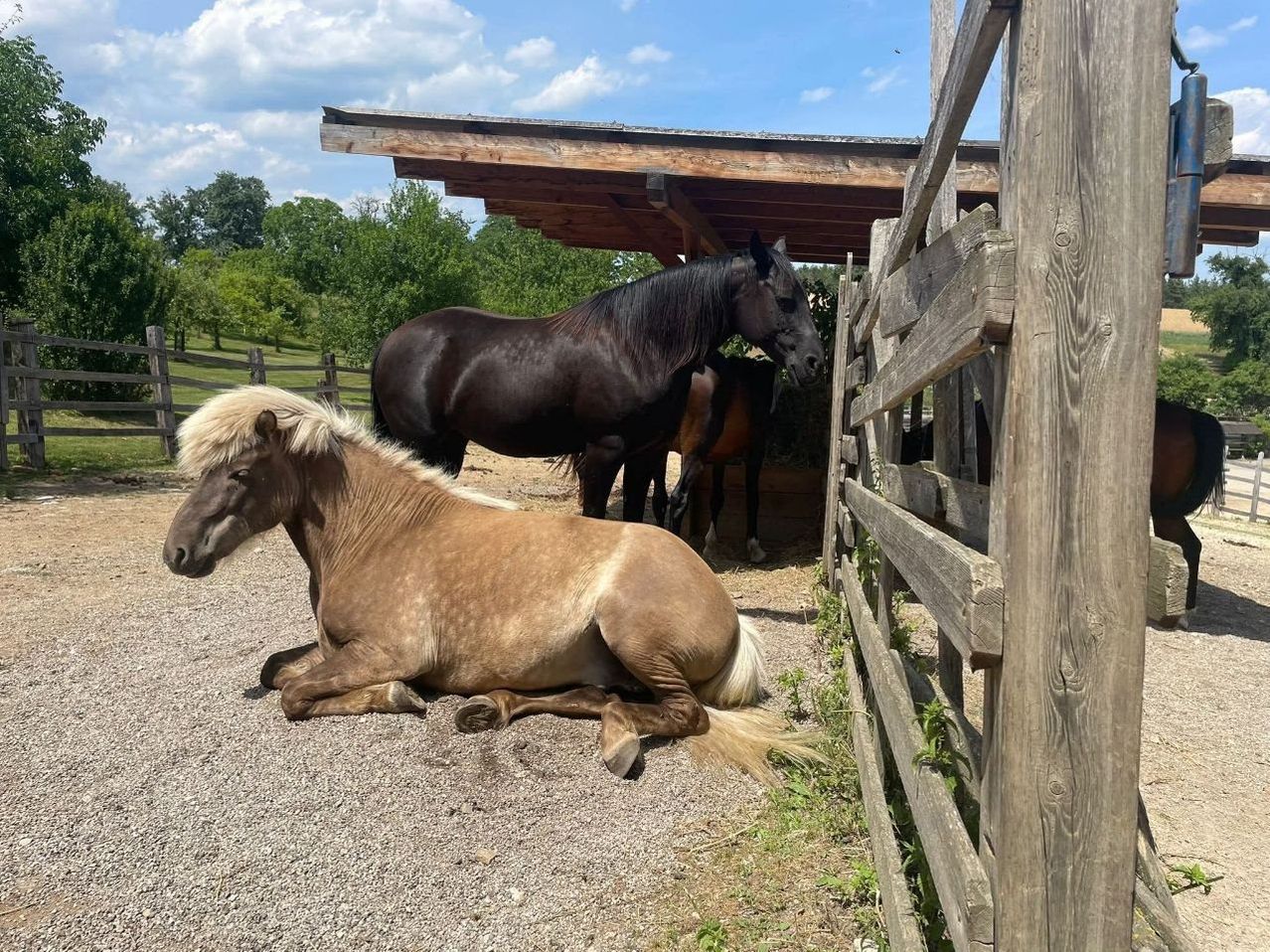 A light brown pony lies on the ground in a paddock, with a black horse standing behind it. A wooden shelter is in the background.