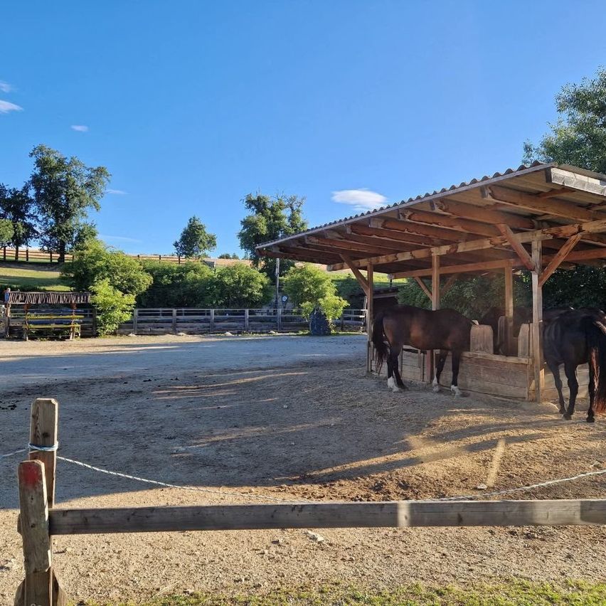 Two horses are eating hay under a wooden shelter in a fenced area with trees and a clear blue sky.
