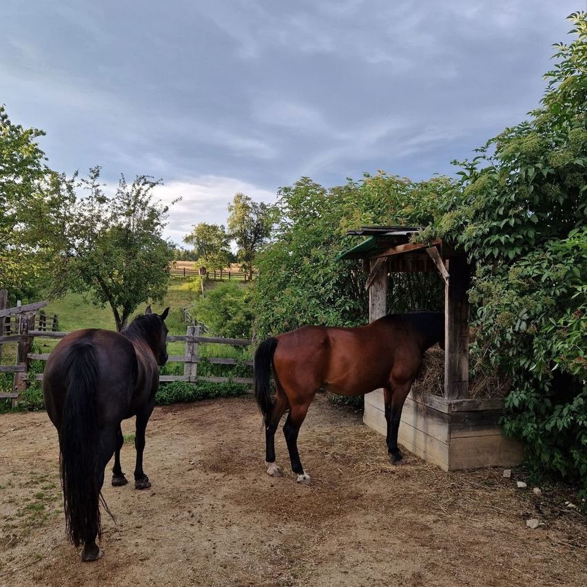 Two horses, one black and one brown, are standing in a dirt area with a wooden shelter nearby. Trees and a wooden fence are in the background.