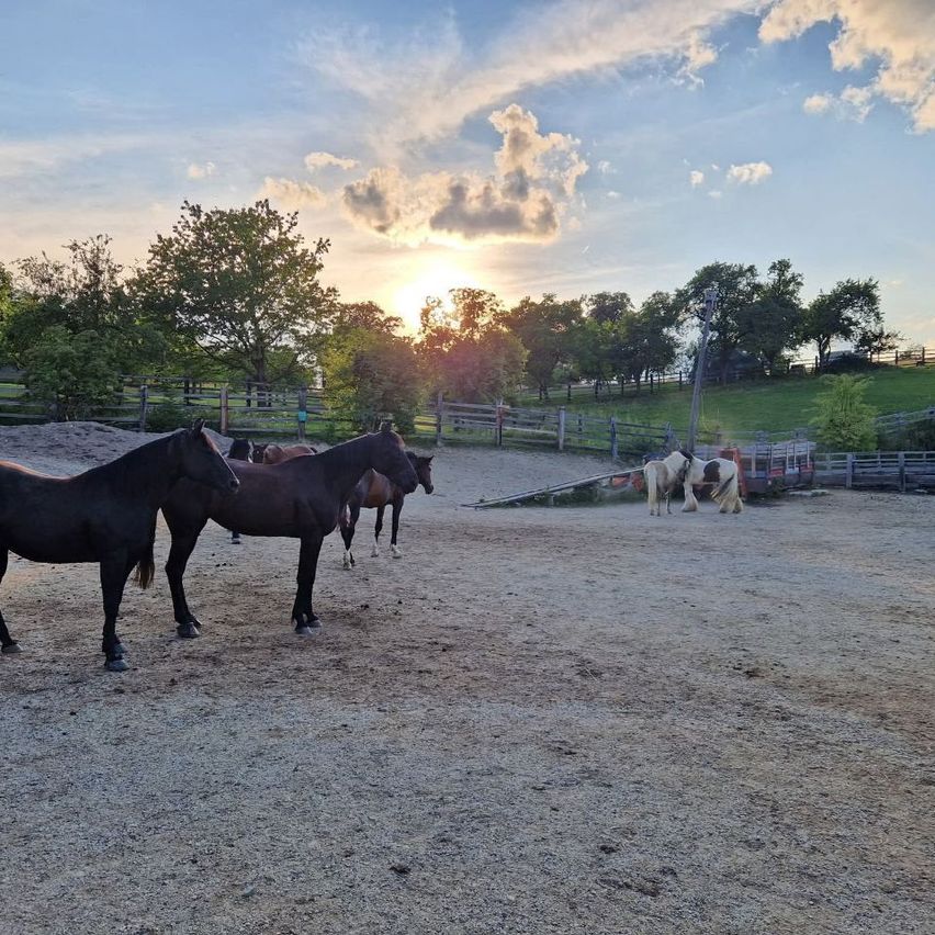 Several horses stand in a fenced area, with a sunset in the background. Trees and a grassy hill are visible.