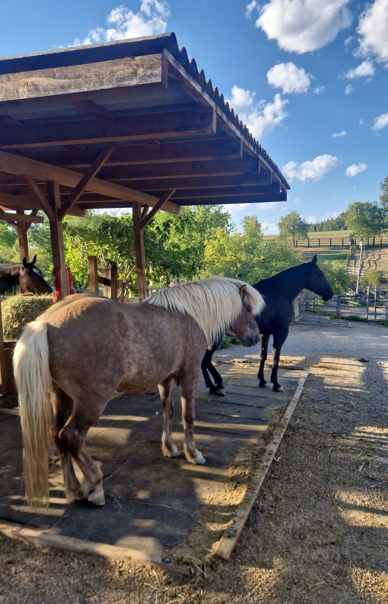 Two horses are standing under a wooden shelter. One horse has a white mane and tail, and the other is black. They are in a farm setting with trees and a fence in the background.