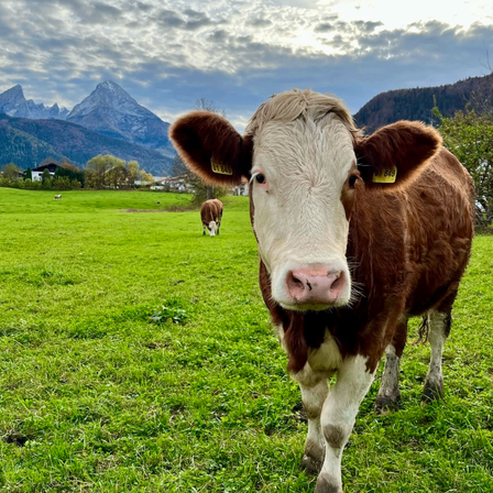 Eine braune und weiße Kuh mit gelben Markierungen steht auf einer Wiese mit einer Bergkette im Hintergrund. Eine andere Kuh weidet in der Nähe.
