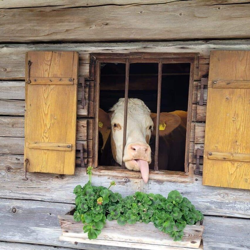 Eine Kuh steckt ihre Zunge aus einem Fenster mit hölzernen Fensterläden. Eine kleine Pflanze mit grünen Blättern ist unten in einer Box.