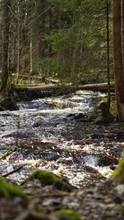 Bild enthält, Nature, Outdoors, Stream, Water, Creek, Vegetation, Wilderness, Land, Woodland, Rainforest