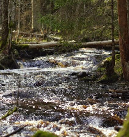 Bild enthält, Nature, Outdoors, Stream, Water, Creek, Vegetation, Wilderness, Land, Woodland, Rainforest