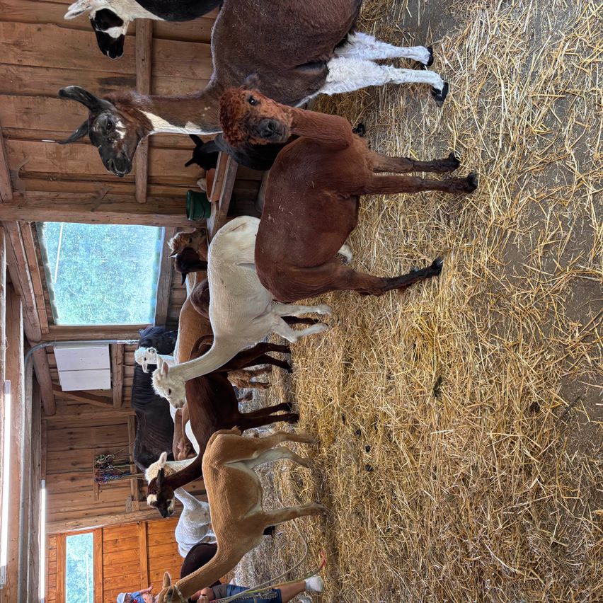 A group of alpacas are gathered in a barn, some standing on hay while others are eating. The alpacas are of various colors, including brown, white, and black. A person is visible in the foreground, possibly interacting with the alpacas.