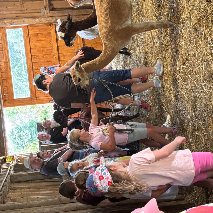 A group of children and adults are gathered around alpacas in a barn, some petting the animals while others watch. The barn has wooden walls and a window.