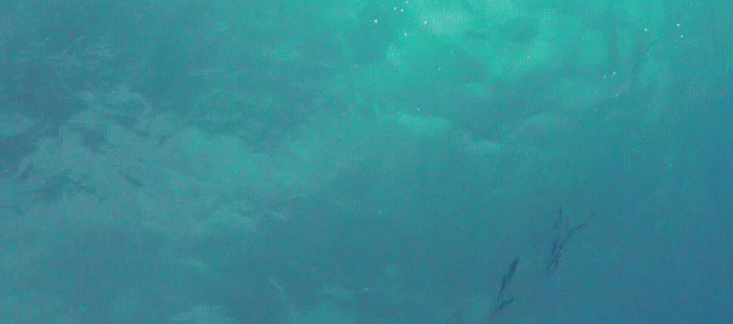 Ein ruhiger Unterwasserblick mit taubenblauem Wasser, der winzige Blasen und eine schwache Silhouette von Fischen zeigt, die nahe am Boden schwimmen.