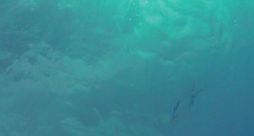 Ein ruhiger Unterwasserblick mit taubenblauem Wasser, der winzige Blasen und eine schwache Silhouette von Fischen zeigt, die nahe am Boden schwimmen.