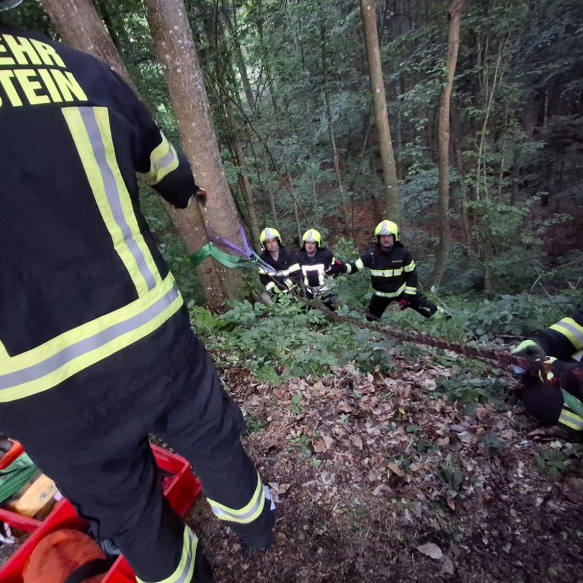 Ein Rettungsteam befindet sich im Wald und versucht, jemanden zu befreien, der in einem Baum gefangen ist. Sie tragen alle gelbe Helme und feuerfeste Anzüge.