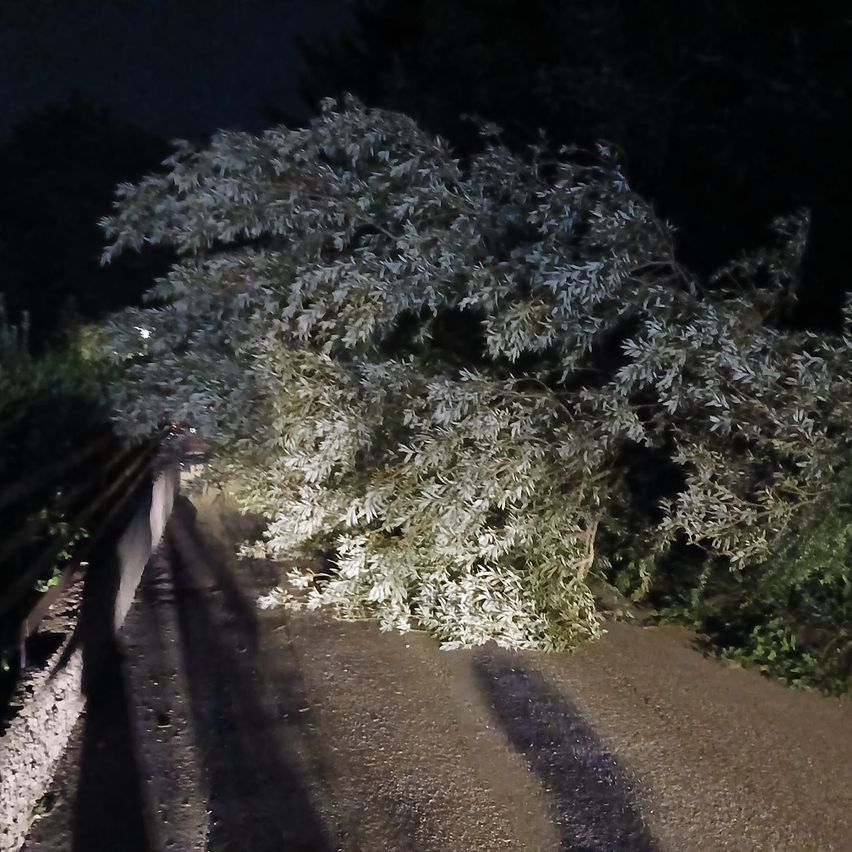 Ein umgestürzter Baum liegt quer über einem Pfad in der Nacht, beleuchtet von einem entfernten Licht.