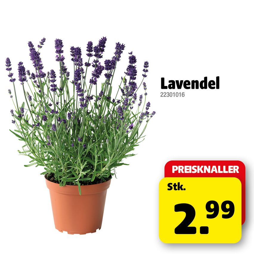 Lavender plant in a brown pot with purple flowers. Price sticker reads 2.99.