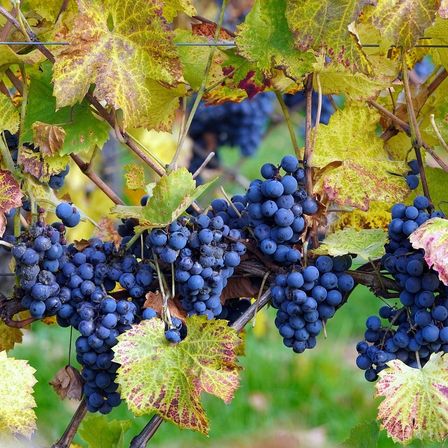 Bild enthält, Plant, Outdoors, Nature, Countryside, Vine, Fruit, Grapes, Rural, Berry, Farm