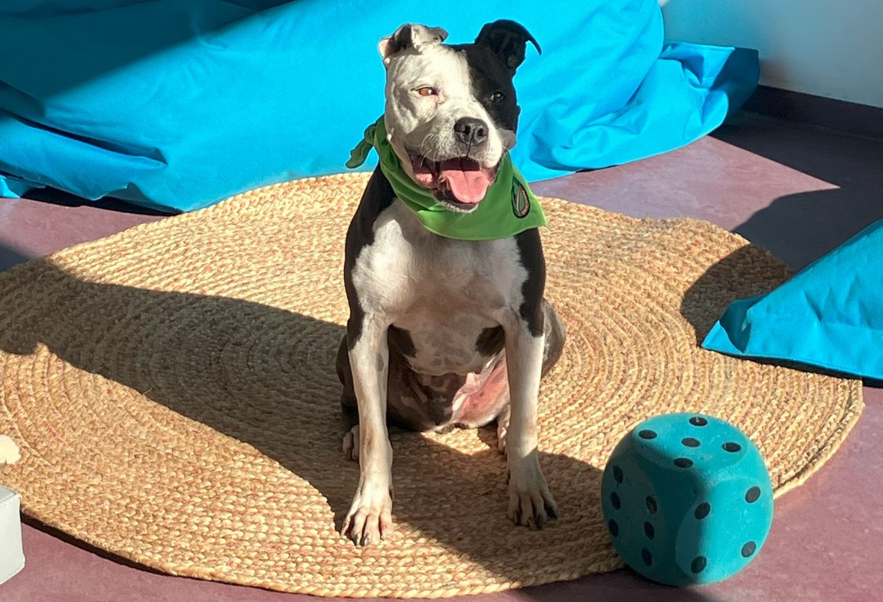 Bild enthält, Home Decor, Animal, Canine, Dog, Mammal, Pet, Bulldog, Pitbull, Sphere, Boston Bull