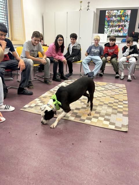 Bild enthält, Adult, Female, Person, Woman, Dog, Floor, Boston Bull, Boy, Male, Teen