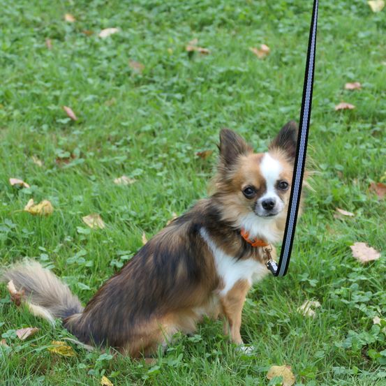 Bild enthält, Accessories, Strap, Grass, Canine, Dog, Mammal, Pet, Leash, Shorts, Person