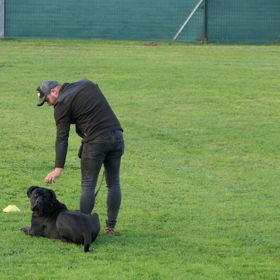 Bild enthält, Grass, Lawn, Adult, Male, Man, Person, Canine, Dog, Hat, Shoe