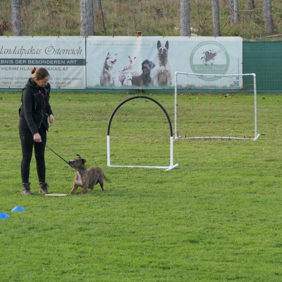 Bild enthält, Grass, Person, Lawn, Canine, Dog, Mammal, Pet, Police Dog, Sheep, Shoe