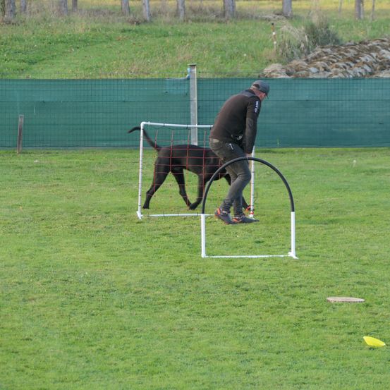 Bild enthält, Grass, Adult, Male, Man, Person, Lawn, Field, Dog, Pointer, People
