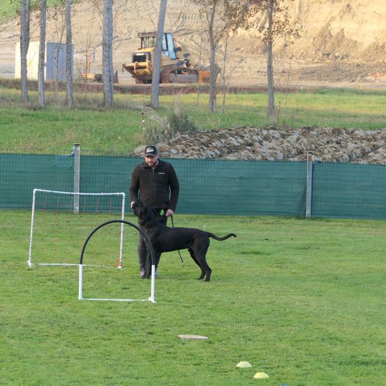 Bild enthält, Grass, Person, Animal, Canine, Dog, Mammal, Pet, Pointer, Police Dog, Lawn