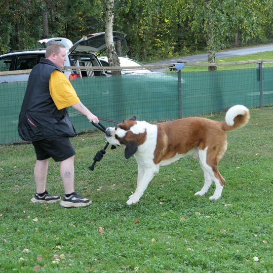 Bild enthält, Shorts, Strap, Boy, Male, Person, Teen, Canine, Dog, Grass, Shoe