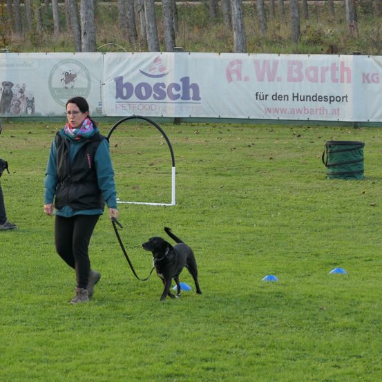Bild enthält, Grass, Strap, Person, Adult, Female, Woman, Dog, Lawn, Glasses, Police Dog