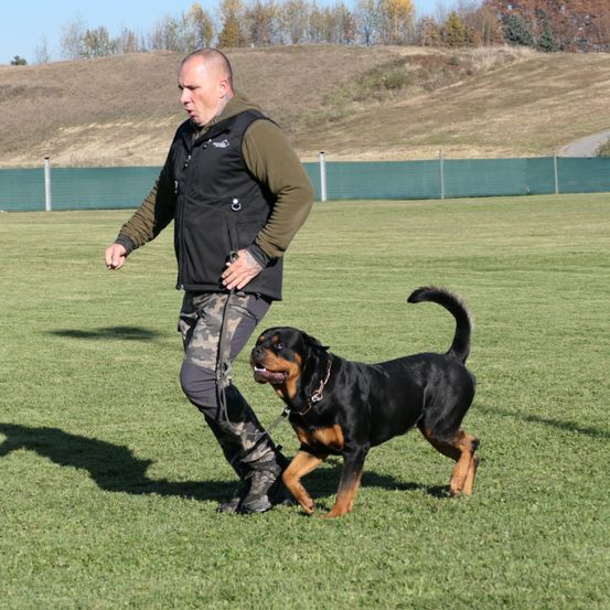 Bild enthält, Grass, Plant, Animal, Canine, Dog, Mammal, Pet, Police Dog, Person, Jacket