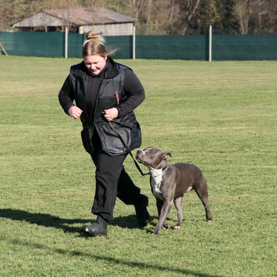 Bild enthält, Grass, Person, Canine, Dog, Pet, Lawn, Police Dog, Coat, Shoe, Jacket