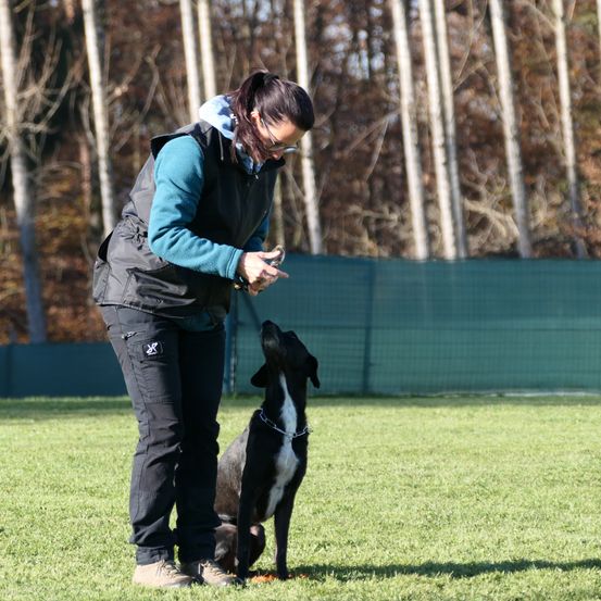 Bild enthält, Animal, Canine, Mammal, Pet, Police Dog, Person, Walking Dog, Footwear, Shoe, Grass